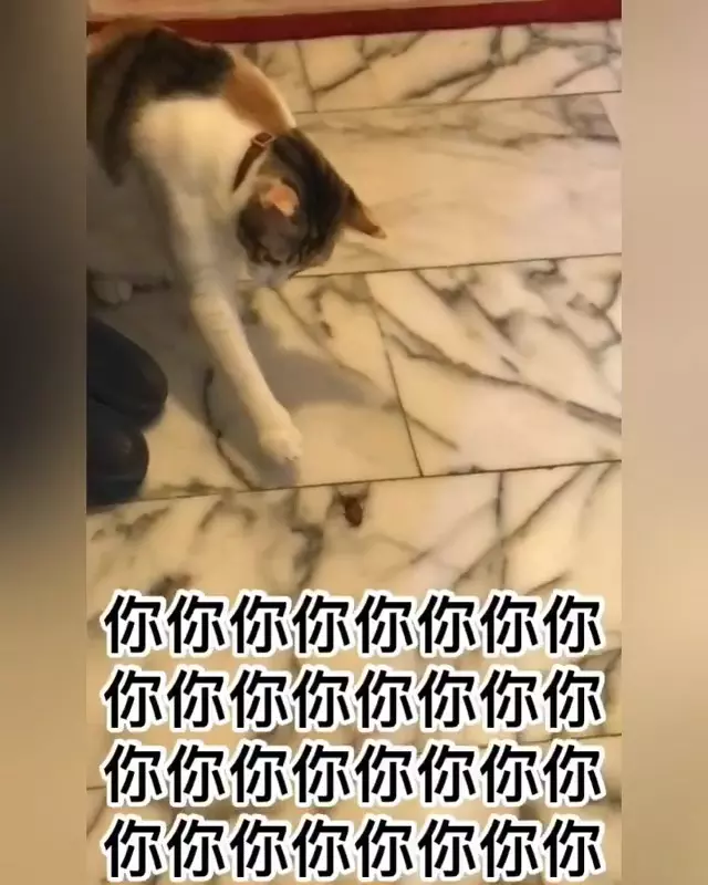 全都是我的~大橘貓堅持「吃飯抱著碗」!露出肥嫩肚肚網喊:想捏 & 阿娘威~主子「玩小強」奴才喘不停