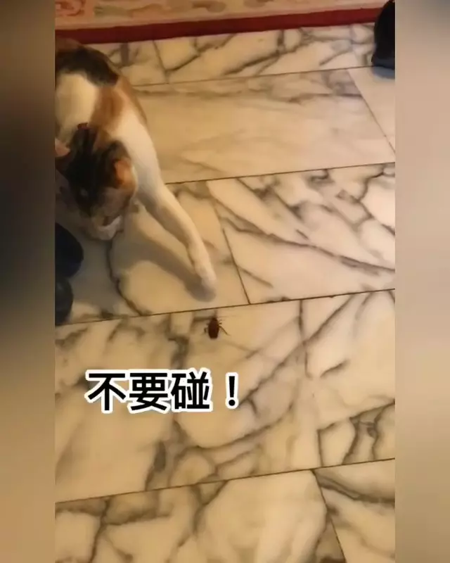 全都是我的~大橘貓堅持「吃飯抱著碗」!露出肥嫩肚肚網喊:想捏 & 阿娘威~主子「玩小強」奴才喘不停