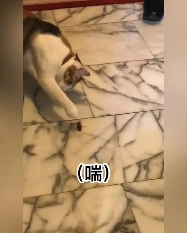 全都是我的~大橘貓堅持「吃飯抱著碗」!露出肥嫩肚肚網喊:想捏 & 阿娘威~主子「玩小強」奴才喘不停