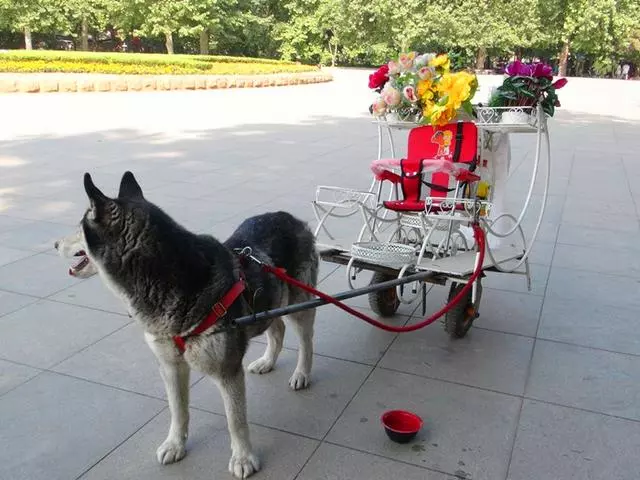 田園犬幫主人送貨,堅持十年陪伴主人,年老體衰卻仍在工作