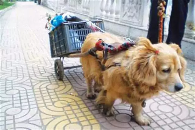 田園犬幫主人送貨,堅持十年陪伴主人,年老體衰卻仍在工作