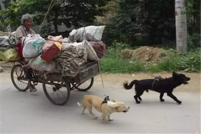 田園犬幫主人送貨,堅持十年陪伴主人,年老體衰卻仍在工作