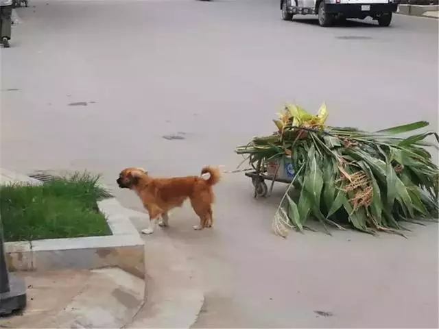 田園犬幫主人送貨,堅持十年陪伴主人,年老體衰卻仍在工作