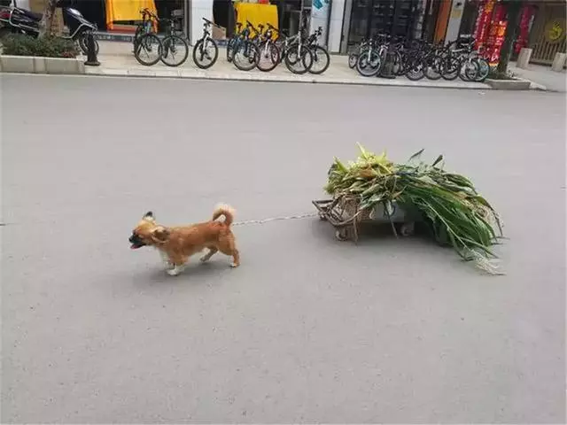 田園犬幫主人送貨,堅持十年陪伴主人,年老體衰卻仍在工作