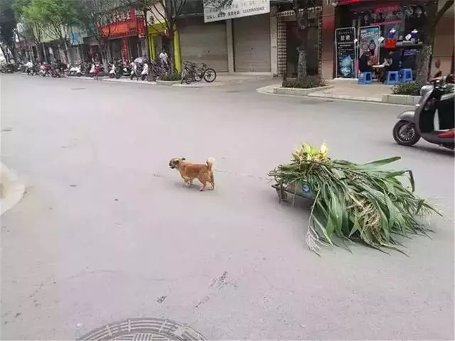 田園犬幫主人送貨,堅持十年陪伴主人,年老體衰卻仍在工作