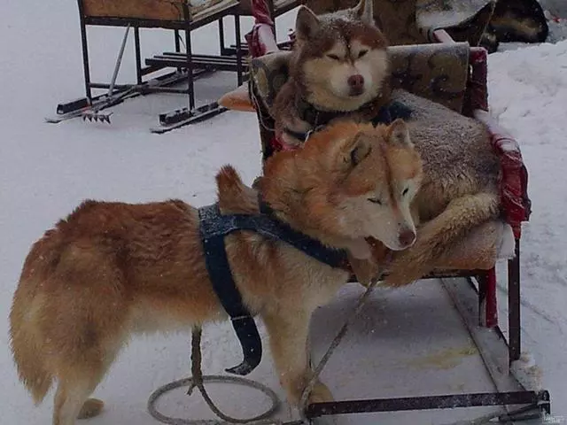 田園犬幫主人送貨,堅持十年陪伴主人,年老體衰卻仍在工作
