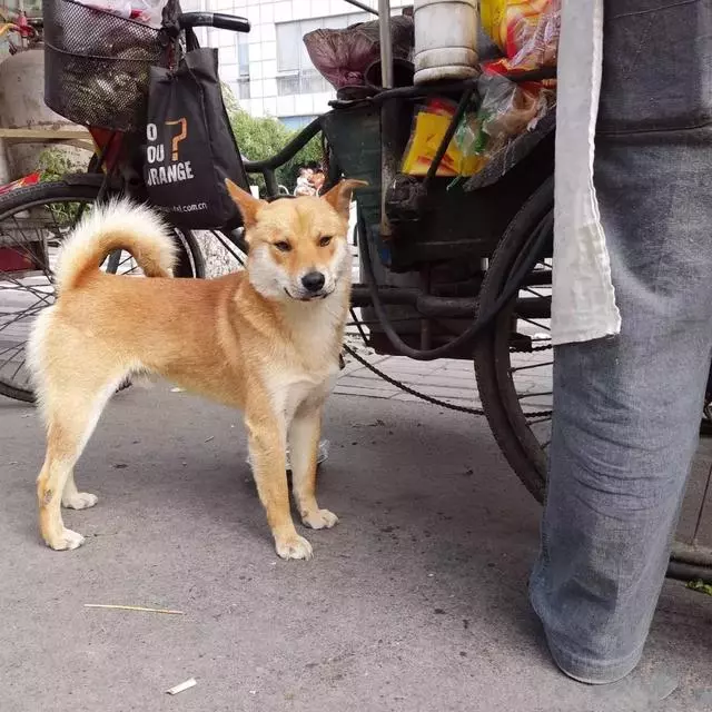 田園犬幫主人送貨,堅持十年陪伴主人,年老體衰卻仍在工作