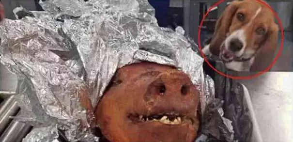 機場警犬攔截一隻烤佩奇,滿眼渴望走不動路了,狗狗:真香啊