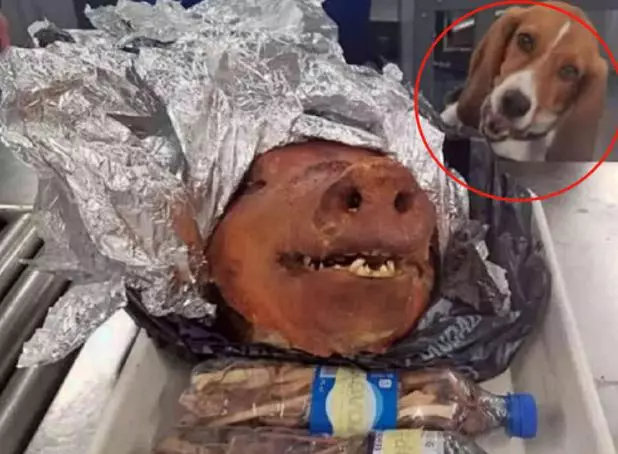 機場警犬攔截一隻烤佩奇,滿眼渴望走不動路了,狗狗:真香啊