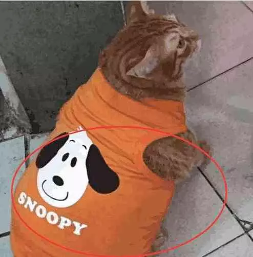 給橘貓買了衣服,店家卻跪求刪了買家秀,橘貓:我不要面子啊?