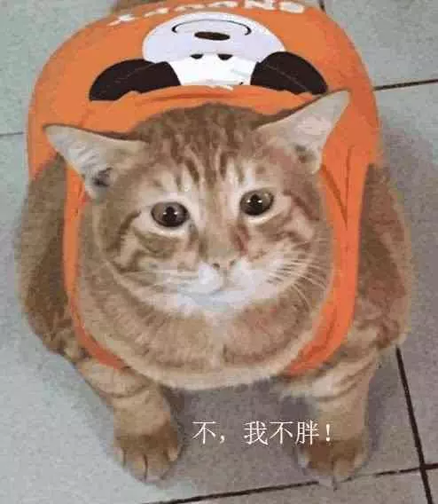 給橘貓買了衣服,店家卻跪求刪了買家秀,橘貓:我不要面子啊?