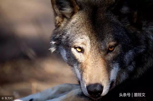 人、寧做一隻狼、不做一隻羊;人的追求、狼的格言!