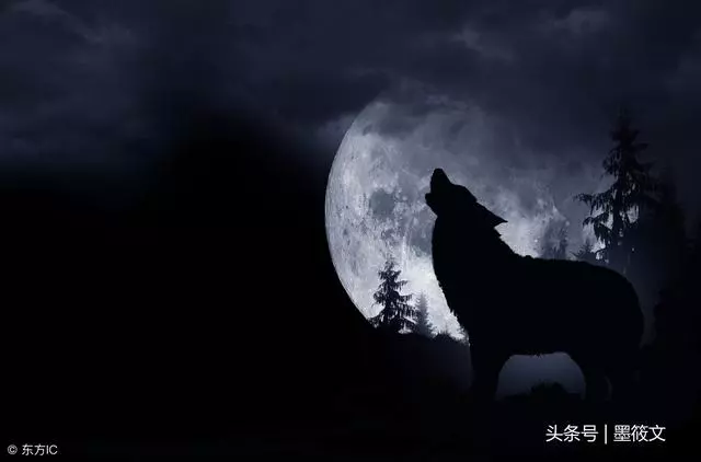 人、寧做一隻狼、不做一隻羊;人的追求、狼的格言!
