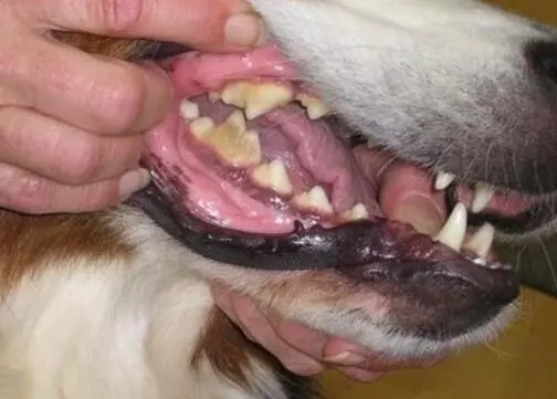 狗狗老不老,看這5個變化就知道,你家狗狗占幾個?