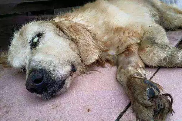 最新統計,導致狗狗死亡最常見的5個方式,你可能是兇手