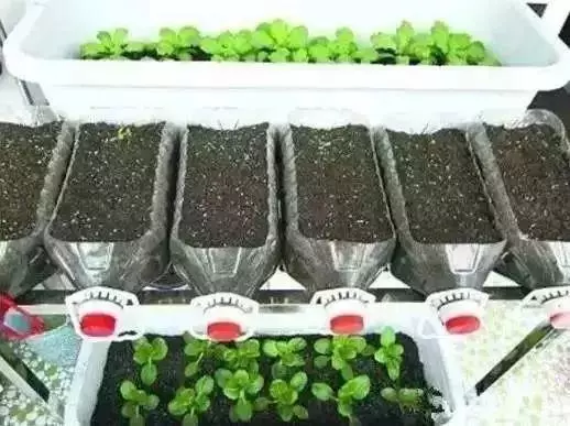 空油桶不要扔,在家就能吃到自己種的新鮮蔬菜,網友這樣剪上兩刀, 就能變成種菜神器