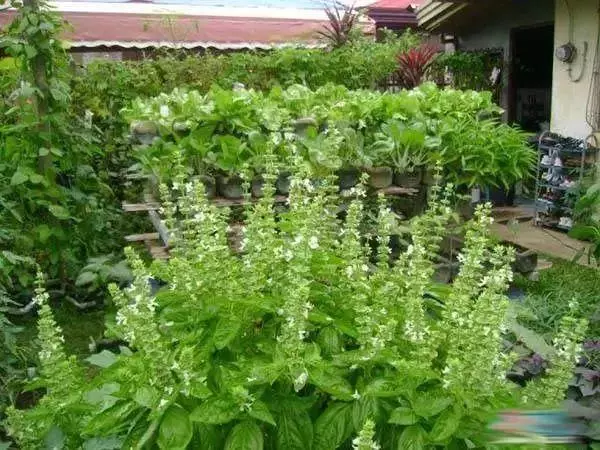 空油桶不要扔,在家就能吃到自己種的新鮮蔬菜,網友這樣剪上兩刀, 就能變成種菜神器