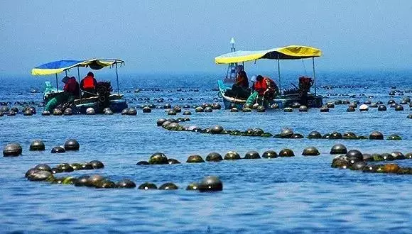 在沒有遇上粉絲之前,你是不知道扇貝跑得有多快