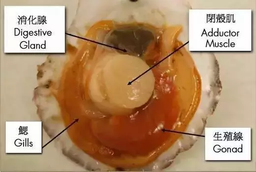在沒有遇上粉絲之前,你是不知道扇貝跑得有多快