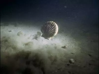 在沒有遇上粉絲之前,你是不知道扇貝跑得有多快