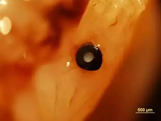 在沒有遇上粉絲之前,你是不知道扇貝跑得有多快