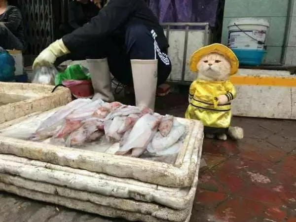 爆紅賣魚攤貓老闆的另一個身分是警察 私底下的穿搭根本走在時尚的尖端