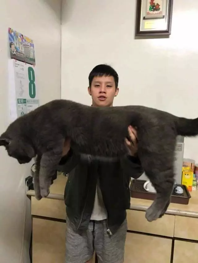 朕不是胖只是骨架大! 「喵界巨人」很考驗奴才手勁:差點抱不動啦~