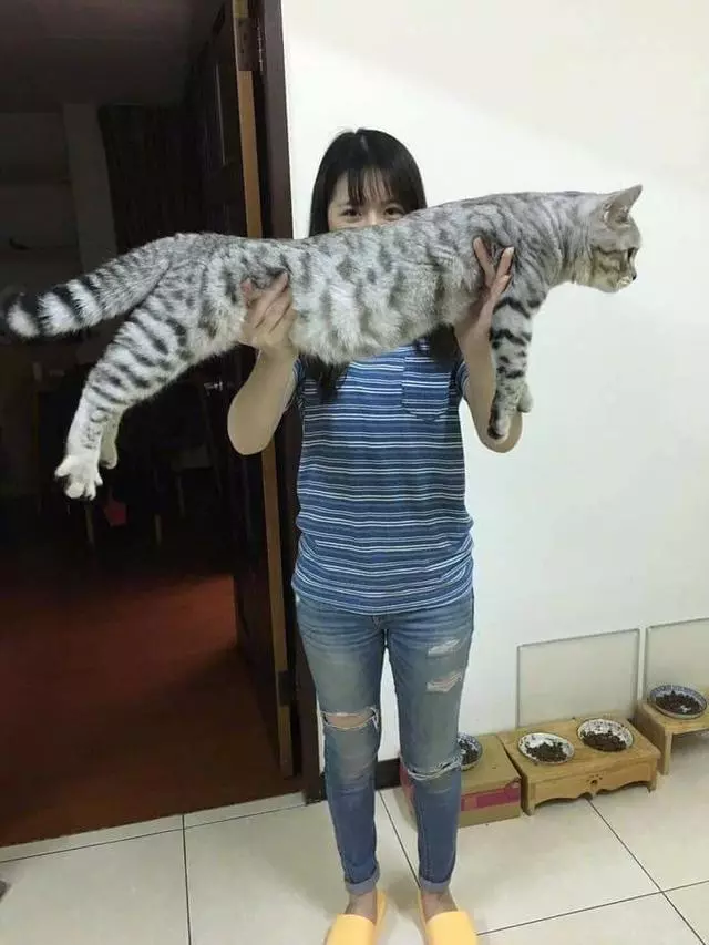 朕不是胖只是骨架大! 「喵界巨人」很考驗奴才手勁:差點抱不動啦~