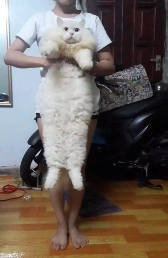 朕不是胖只是骨架大! 「喵界巨人」很考驗奴才手勁:差點抱不動啦~