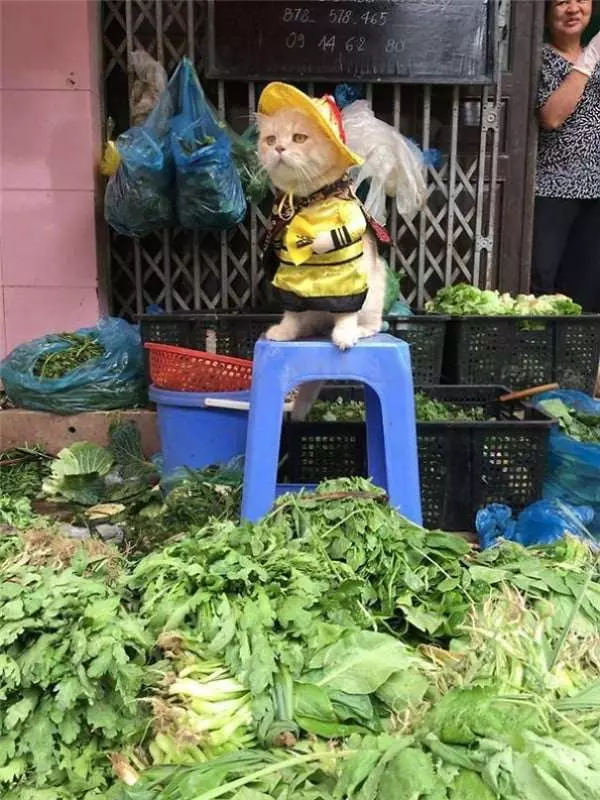 爆紅賣魚攤貓老闆的另一個身分是警察 私底下的穿搭根本走在時尚的尖端