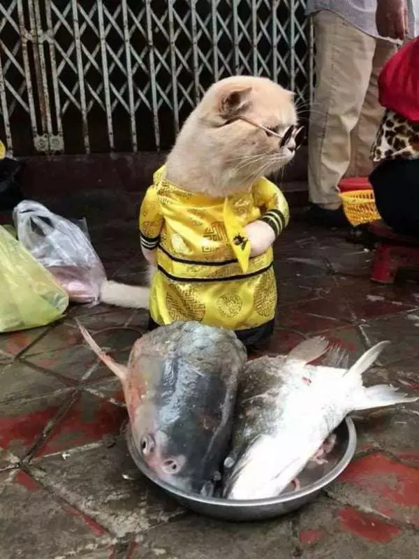 爆紅賣魚攤貓老闆的另一個身分是警察 私底下的穿搭根本走在時尚的尖端