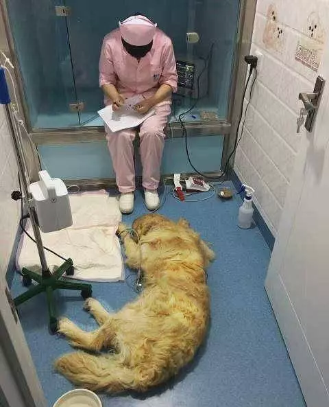 流浪金毛深夜自己跑醫院敲門,被醫生救治,3個月後醫生收到金毛大禮!