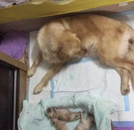 流浪金毛深夜自己跑醫院敲門,被醫生救治,3個月後醫生收到金毛大禮!