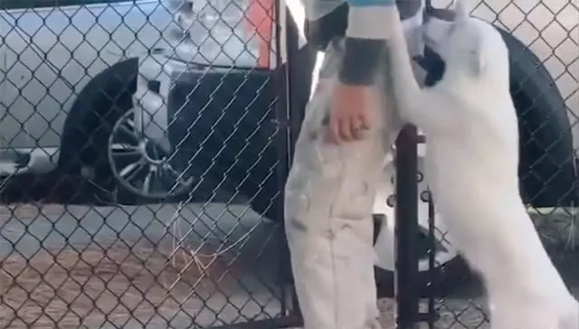 狗狗又聾又瞎,卻在男主人到家的那一刻就直直奔過去,怎麼做到的