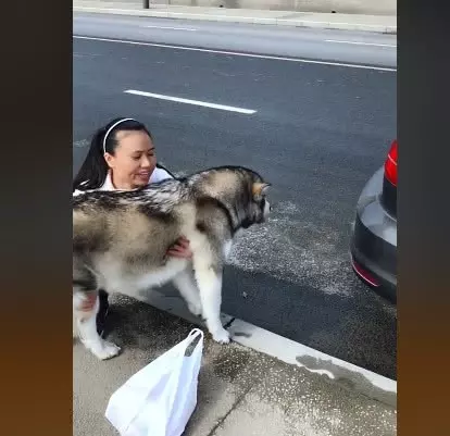 女子在路邊怒罵阿拉斯加,隨後一把抱起它,路人得知原因笑出內傷
