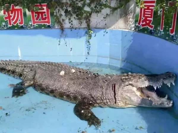 扯!台灣鱷魚王轉送廈門 遭中國遊客砸爆頭流血