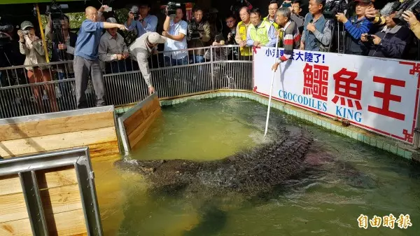 扯!台灣鱷魚王轉送廈門 遭中國遊客砸爆頭流血
