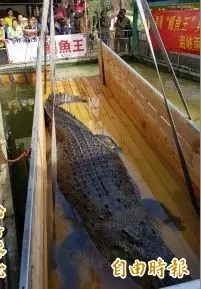 扯!台灣鱷魚王轉送廈門 遭中國遊客砸爆頭流血