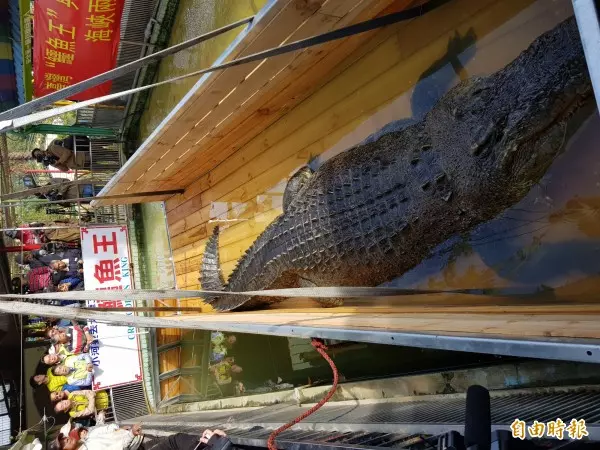 扯!台灣鱷魚王轉送廈門 遭中國遊客砸爆頭流血
