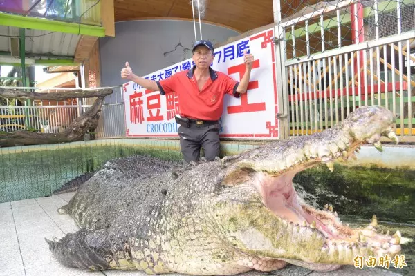 扯!台灣鱷魚王轉送廈門 遭中國遊客砸爆頭流血