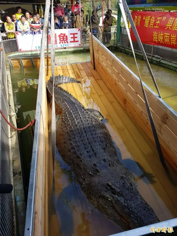 扯!台灣鱷魚王轉送廈門 遭中國遊客砸爆頭流血