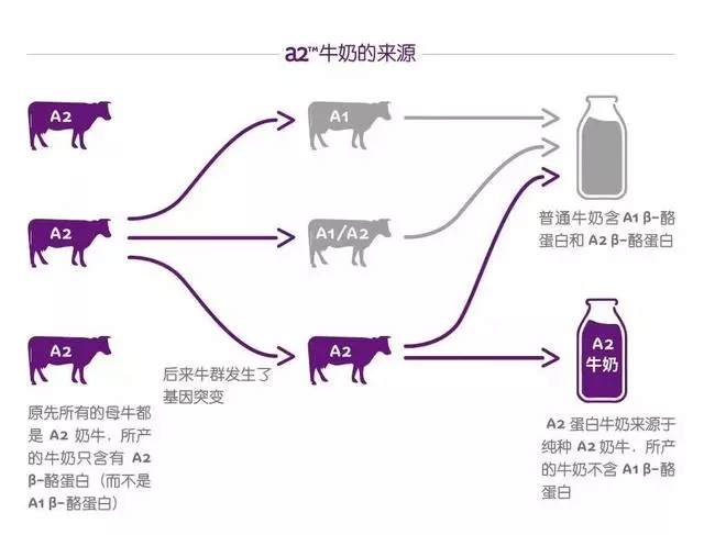 有奶的動物那麼多,為什麼我們就瞄上了牛?