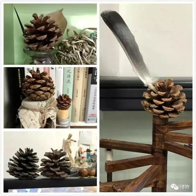 出門撿個松果回家,然後你就有了棵松樹?