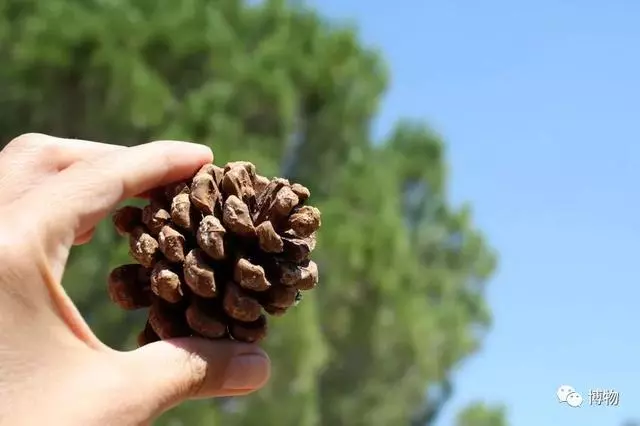 出門撿個松果回家,然後你就有了棵松樹?