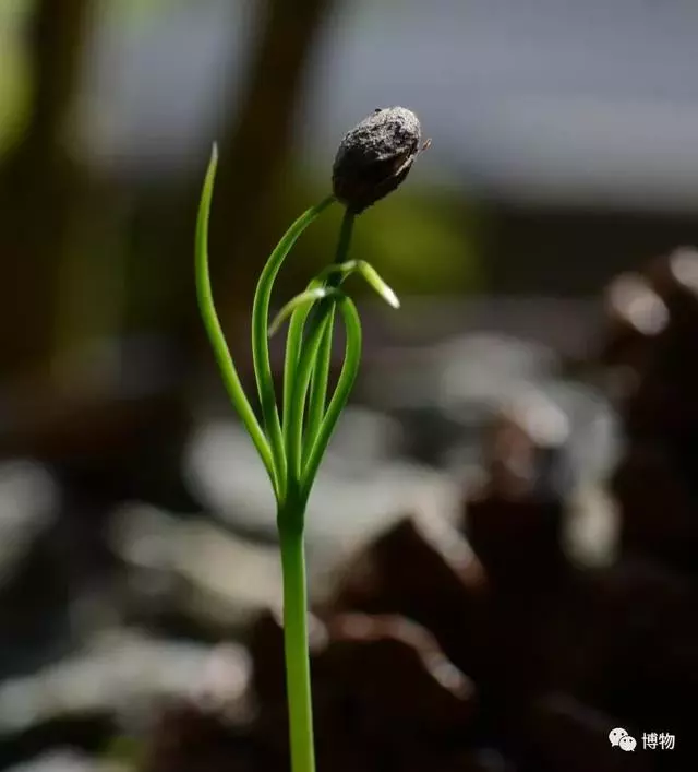 出門撿個松果回家,然後你就有了棵松樹?