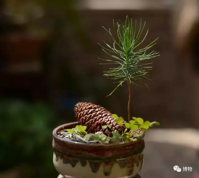出門撿個松果回家,然後你就有了棵松樹?