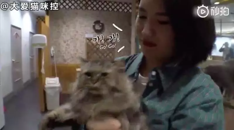 好沈重的愛~主子每天「主動示愛獻吻」 別喵靠近它大發飆:她是朕的女人!