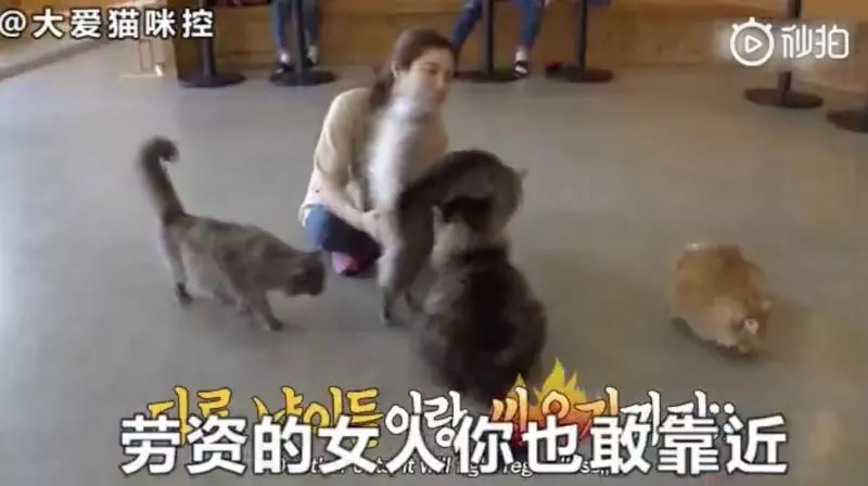 好沈重的愛~主子每天「主動示愛獻吻」 別喵靠近它大發飆:她是朕的女人!