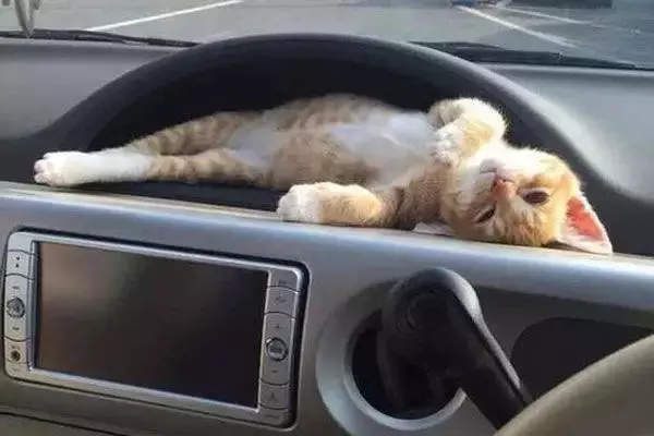 貓咪第一次坐車,居然在儀錶盤上舒服地睡著了