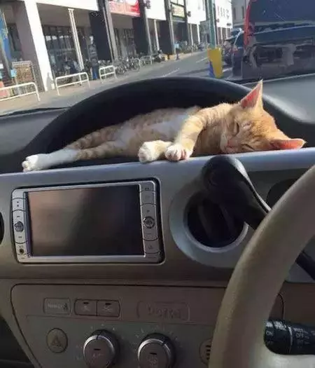 貓咪第一次坐車,居然在儀錶盤上舒服地睡著了